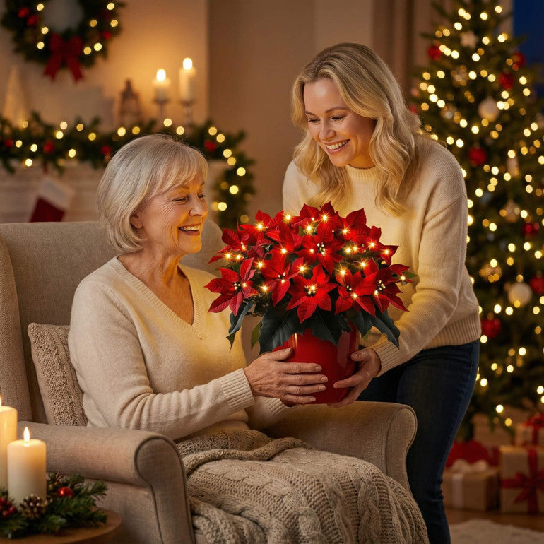 Poinsettia Rubí Radiante