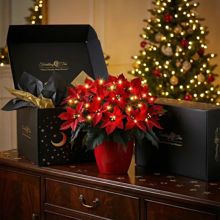 Poinsettia Rubí Radiante