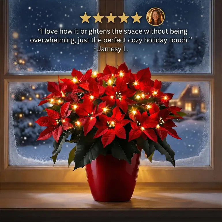 Poinsettia Rubí Radiante